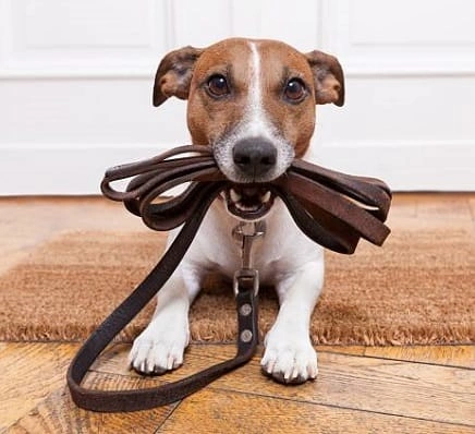 Dog-with-Leash