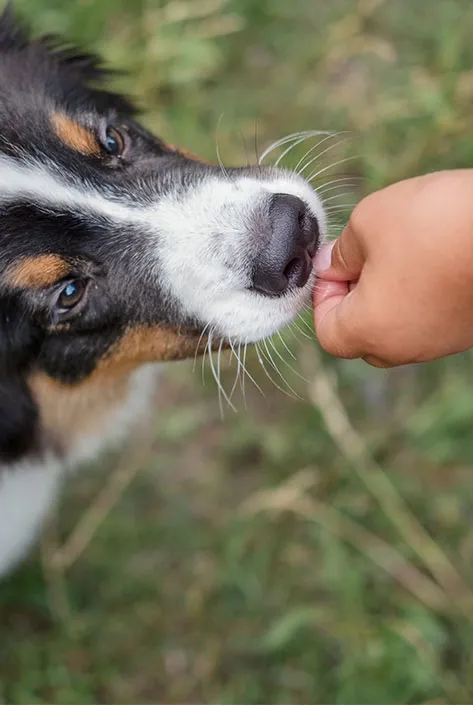 Dog Bites