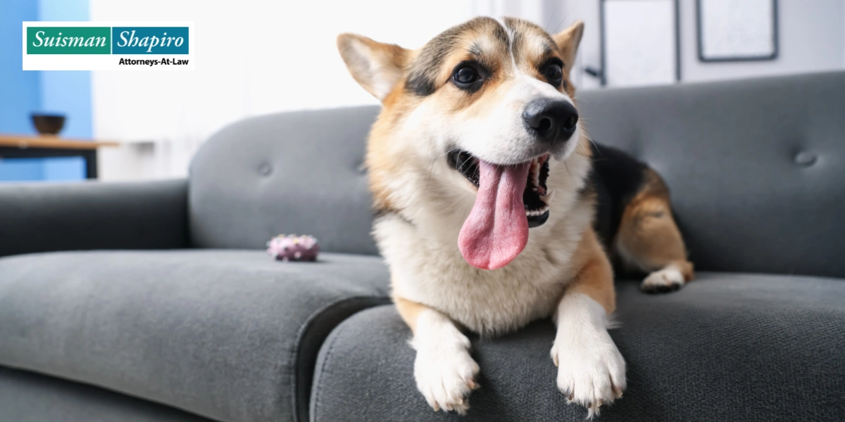 Connecticut Dog Bite Lawyer